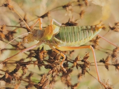 Ephippiger terrestris