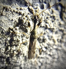 Myodocha serripes