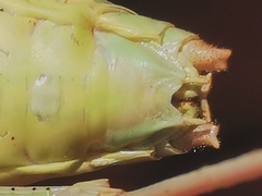 Ephippiger terrestris