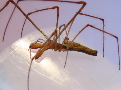 Tetragnatha versicolor