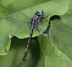 Arigomphus cornutus