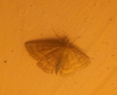 Psammotis pulveralis