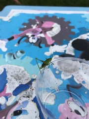 Leptophyes punctatissima