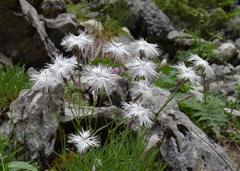 Dianthus spiculifolius