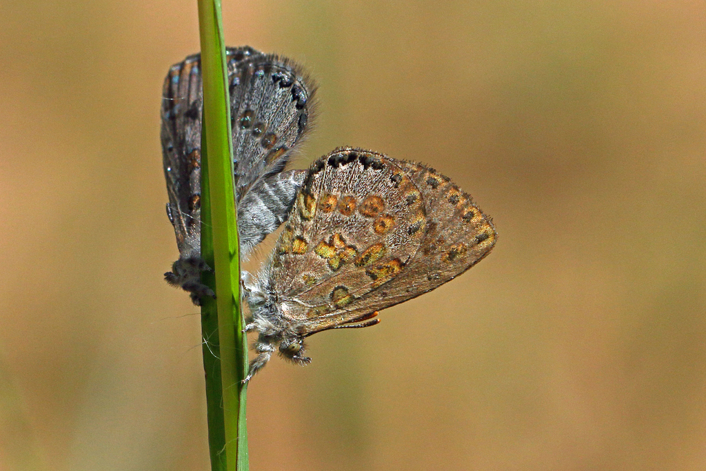Lachnocnema intermedia