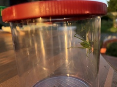 Leptophyes punctatissima