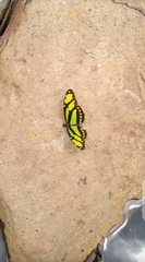 Lepidoptera