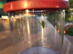 Leptophyes punctatissima