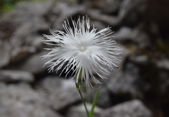 Dianthus spiculifolius