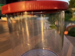 Leptophyes punctatissima