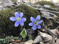 Hepatica