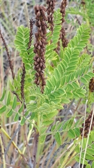 Amorpha nana