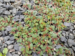 Euphorbia humifusa
