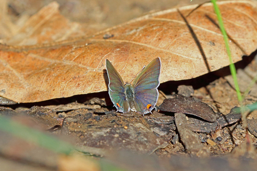 Lunulate Hairtail