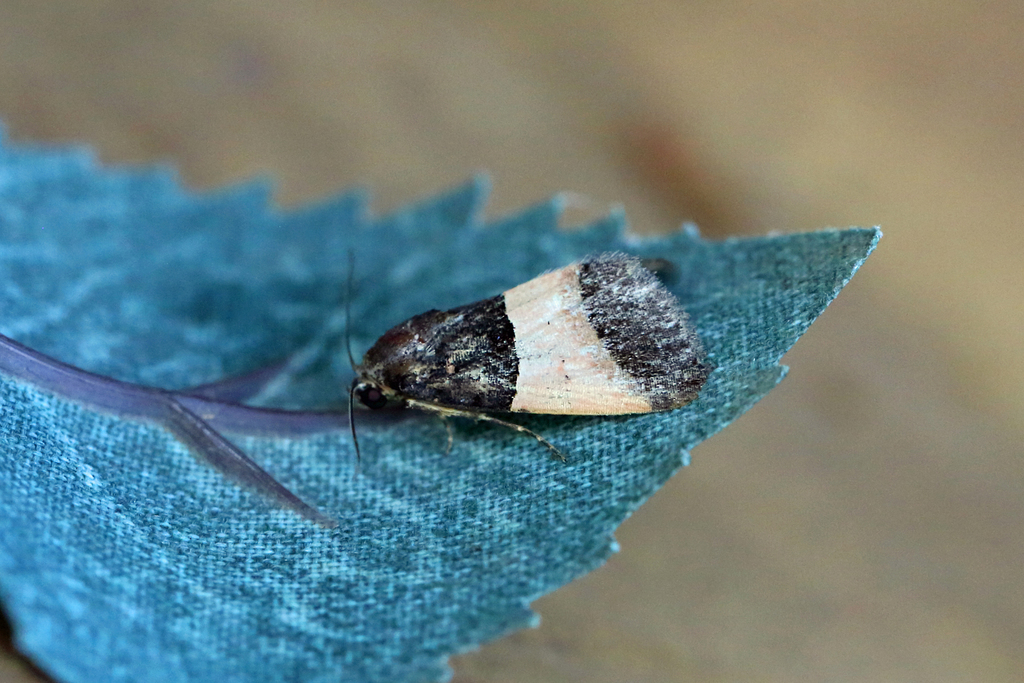Ozarba ovata