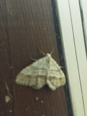 Perizoma parallelolineatum