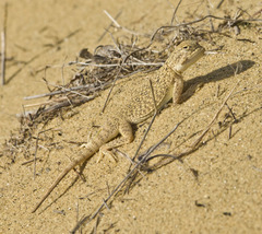 Phrynocephalus mystaceus