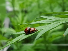 Harmonia axyridis