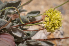 Eriogonum alexanderae