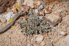 Eriogonum alexanderae