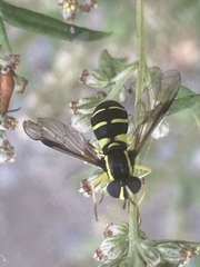 Xanthogramma pedissequum