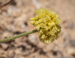 Eriogonum alexanderae
