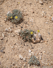 Eriogonum alexanderae