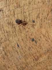 Arachnida