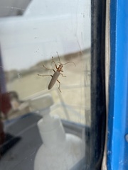 Copidita quadrimaculata
