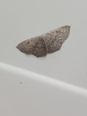 Cyclophora pendularia