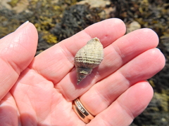 Nucella lapillus