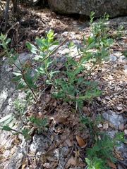 Penstemon baccharifolius