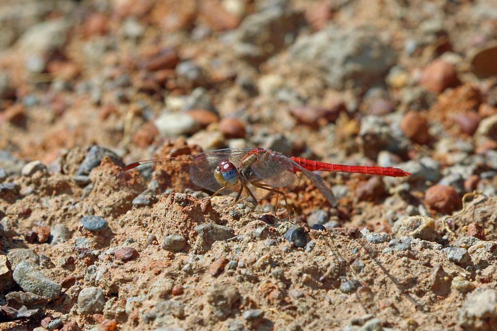 Rock Scarlet