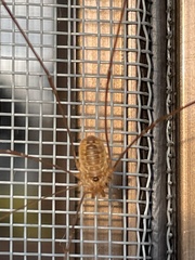 Leiobunum curvipalpe