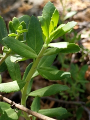 Penstemon baccharifolius