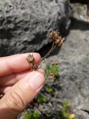 Penstemon baccharifolius