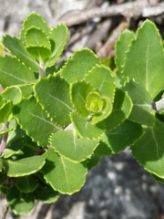 Penstemon baccharifolius
