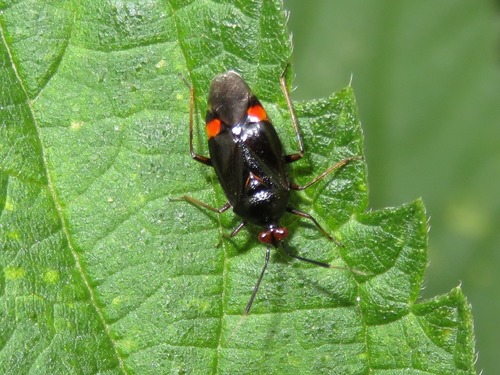 Red-spotted Plant Bug, Scheveningen, Den Haag, Nederland, photo 6 of 10