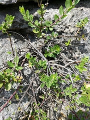 Penstemon baccharifolius