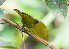Yellow-Green Bush-Tanager photo 1