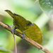 Yellow-green Tanager - Photo (c) Nick Athanas, some rights reserved (CC BY-SA)