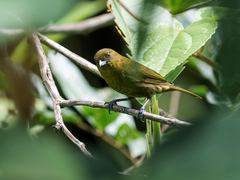 Yellow-Green Bush-Tanager photo 5