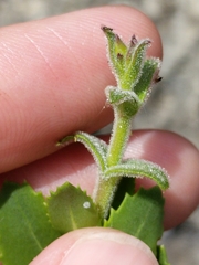 Penstemon baccharifolius