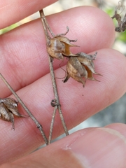 Penstemon baccharifolius