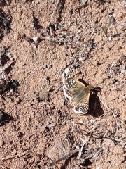 Chirgus bocchoris trisignatus