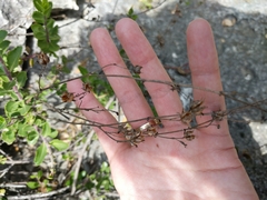 Penstemon baccharifolius