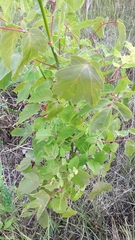 Acer tataricum