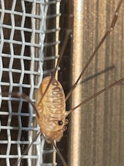 Leiobunum curvipalpe