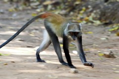 Cercopithecus mitis albogularis