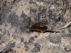 Cercyonis oetus